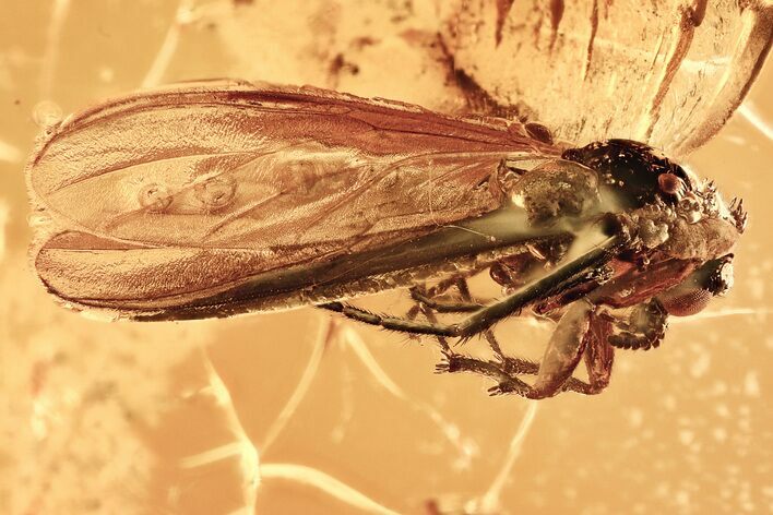Detailed Fossil March Fly (Bibionidae) in Baltic Amber #335545